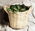 Basketweave Planter